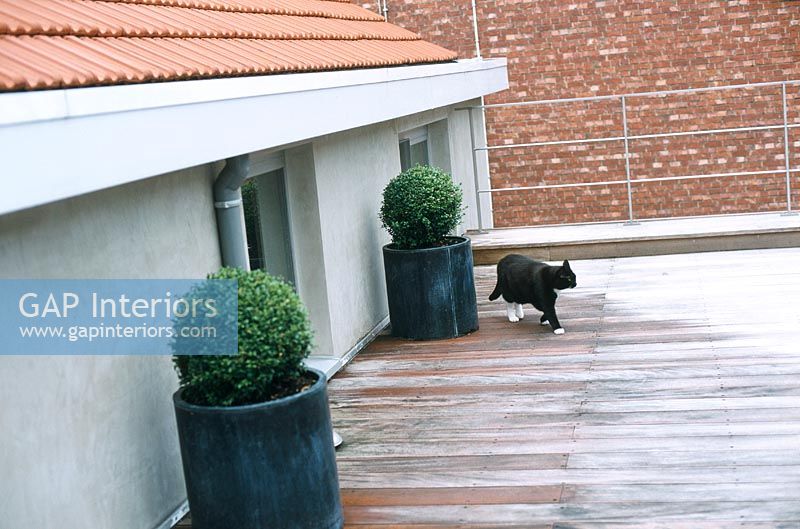 Chat sur le toit-terrasse de la maison