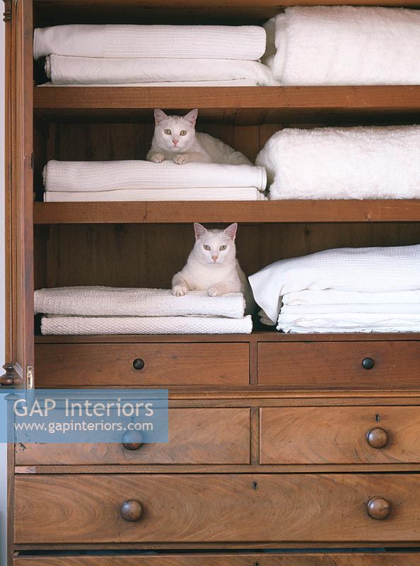 Deux chats assis sur des draps dans une armoire