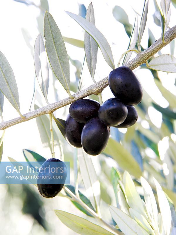 Olives noires poussant sur l'arbre, détail