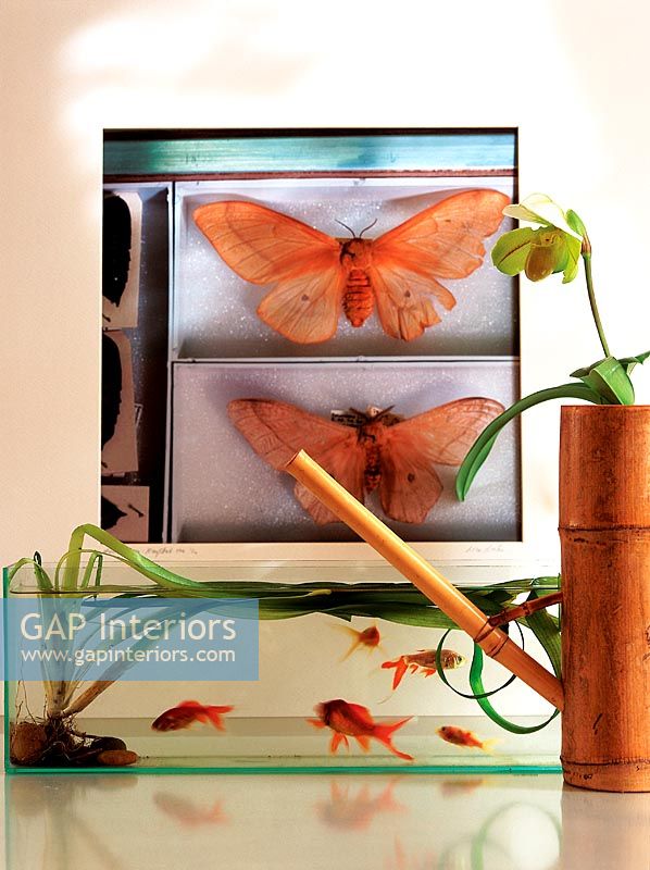 Petit présentoir pour aquarium et papillon