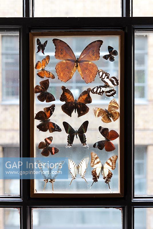 Collection de papillons sur fenêtre
