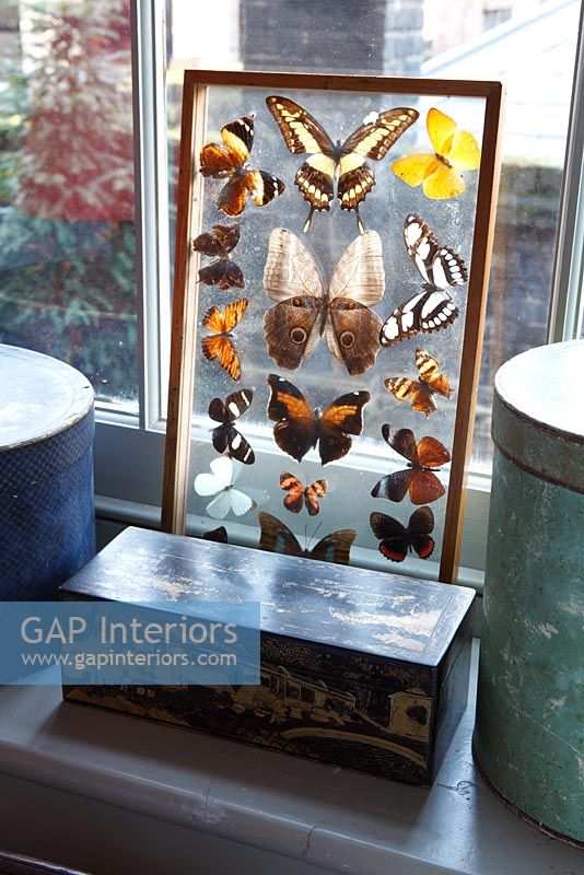 Collection de papillons exposés