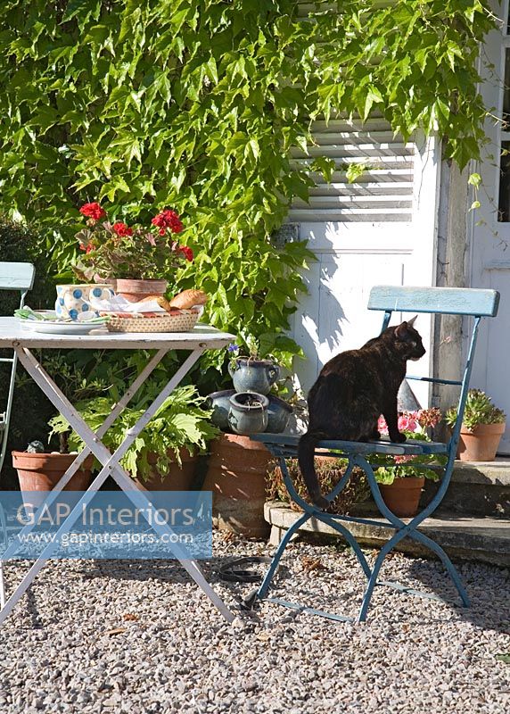 Chat animal, séance, sur, pays, chaise jardin