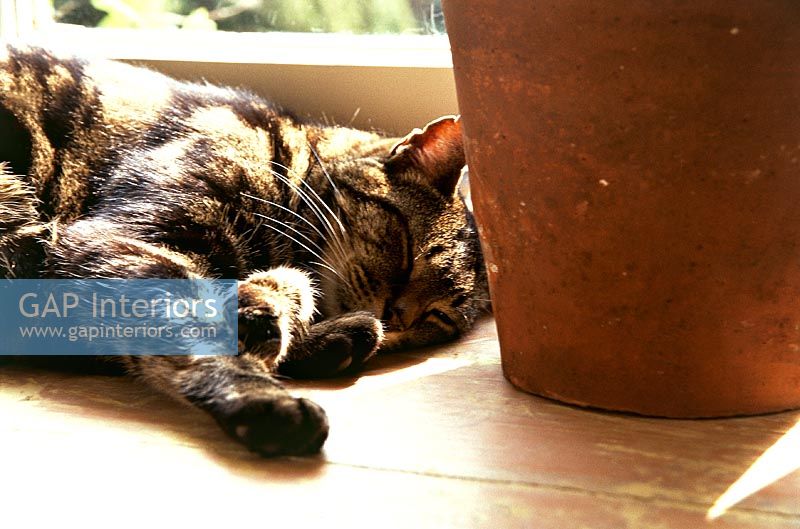 Chat dormant sur une surface en bois