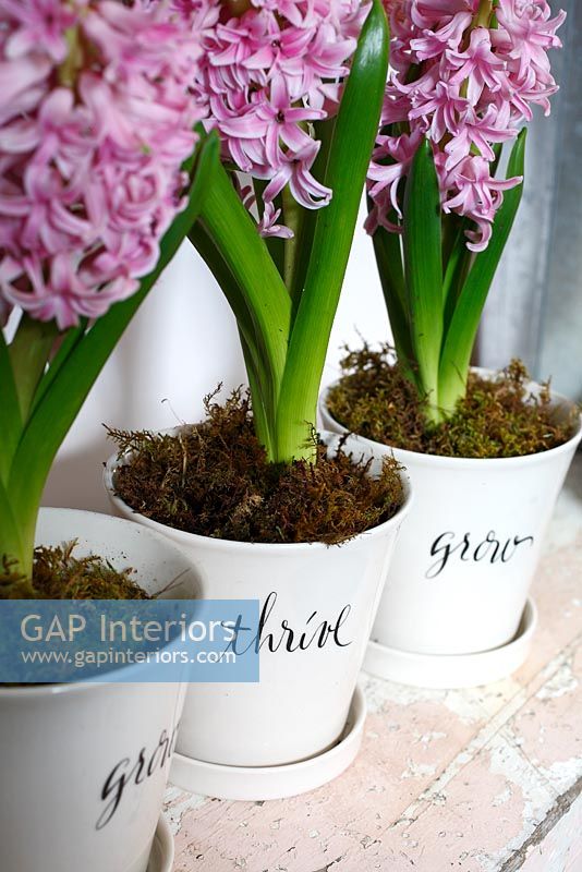 Détail de jacinthes en pots décoratifs