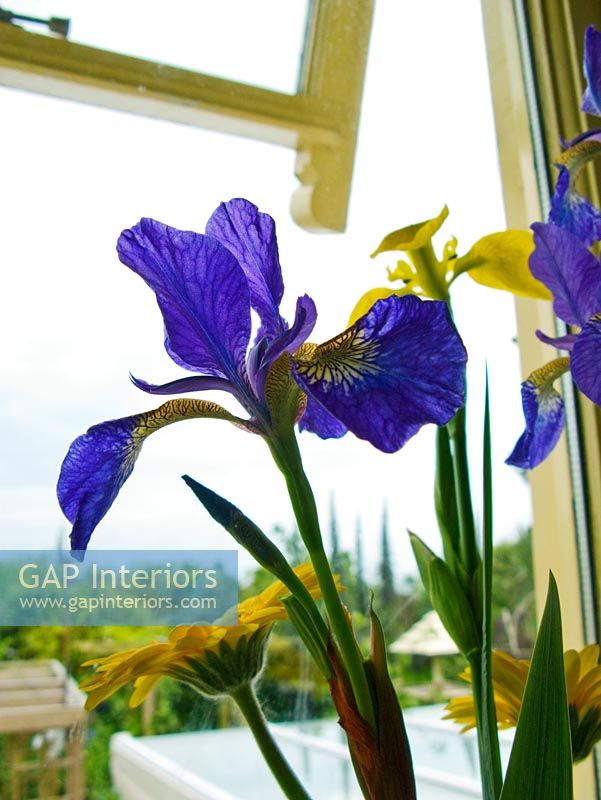 Détail des iris violets