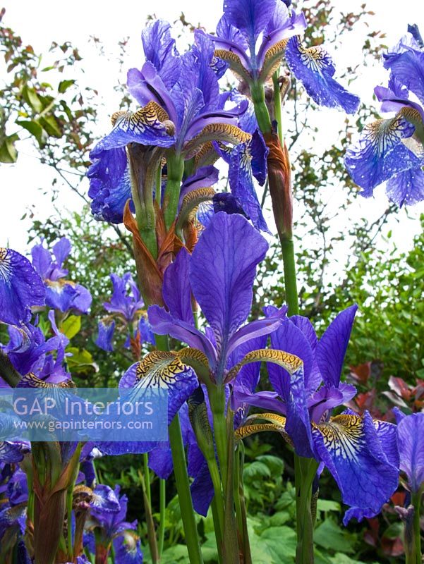 Iris dans le jardin de campagne