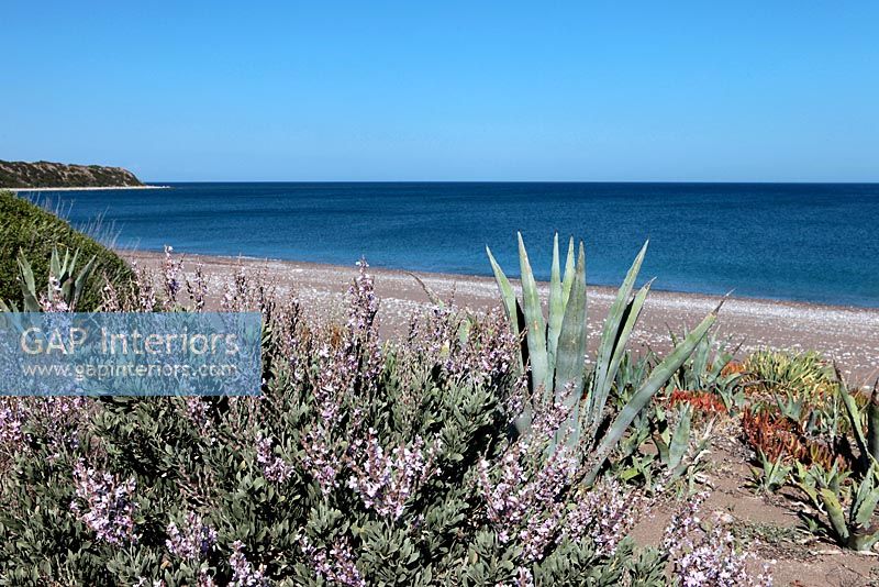Plantes côtières et de plage, Grèce