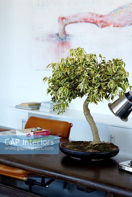 Bonsaï - Ficus 'Starlight' sur le bureau