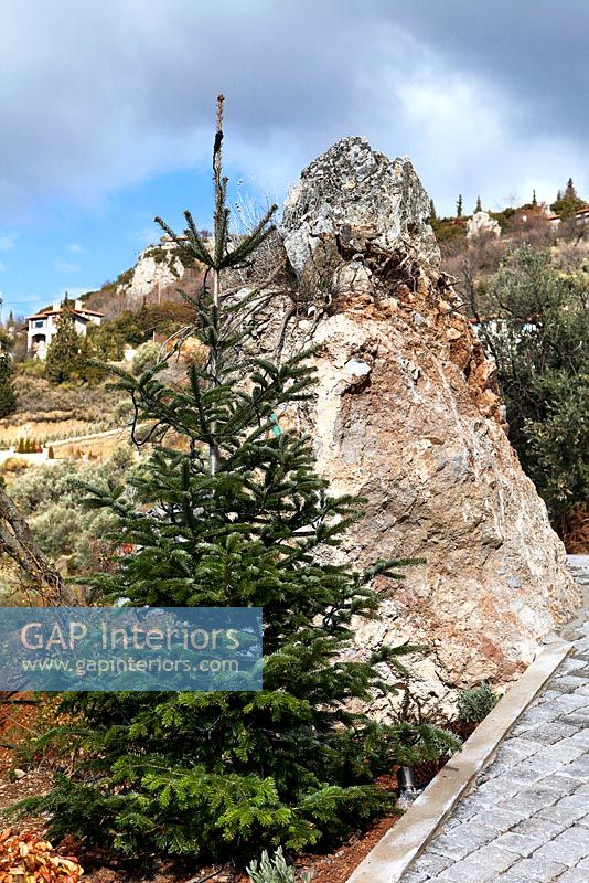 Conifère et rochers dans le jardin à flanc de montagne, Grèce
