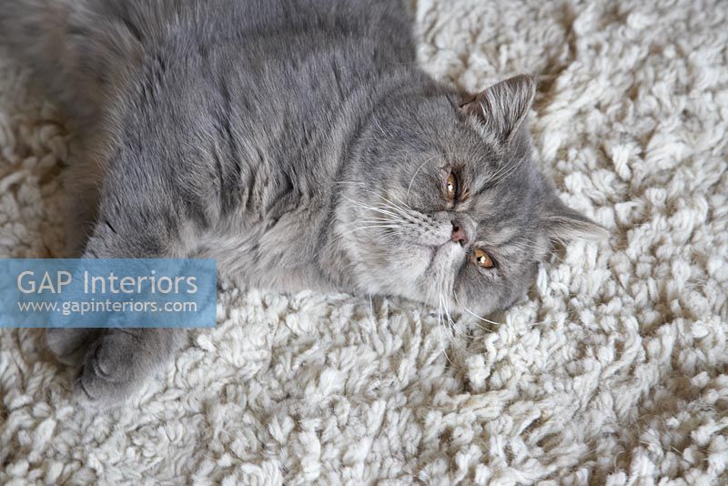 Chat gris sur tapis texturé