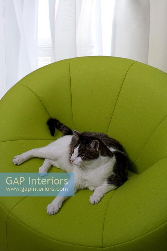 Chat animal assis sur un fauteuil moderne