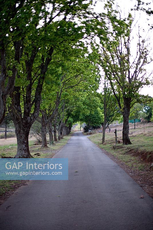 Avenue bordée d'arbres, Mpumalanga, Afrique du Sud