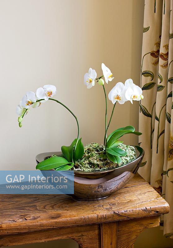 Orchidée Phalaenopsis en récipient vitré