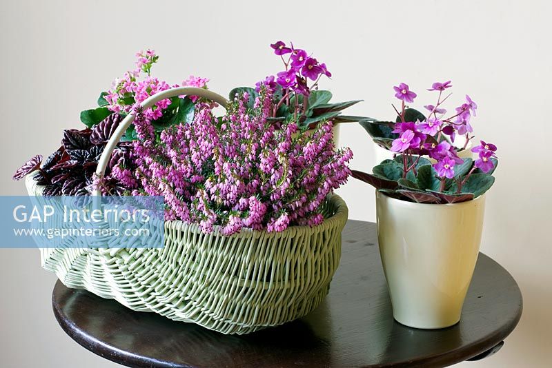 Panier en osier planté de bruyère et de plante d'intérieur Flaming Katy, violettes africaines en pot de crème