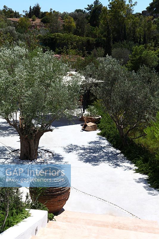 Jardin patio avec plantation méditerranéenne