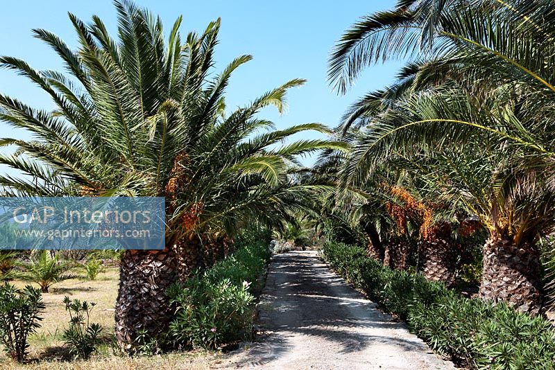 Route flanquée de palmiers