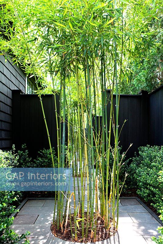 Bambou poussant en bordure circulaire