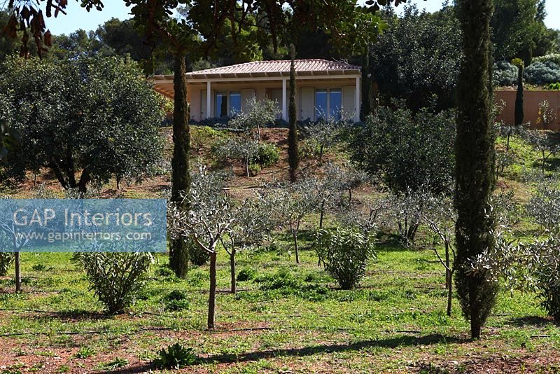Jardin avec oliviers et cyprès