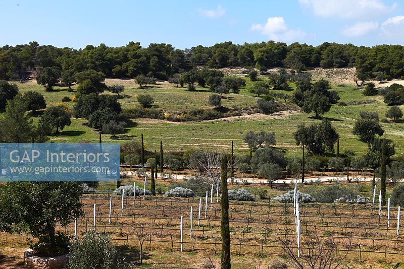 Vue sur vignoble, Grèce