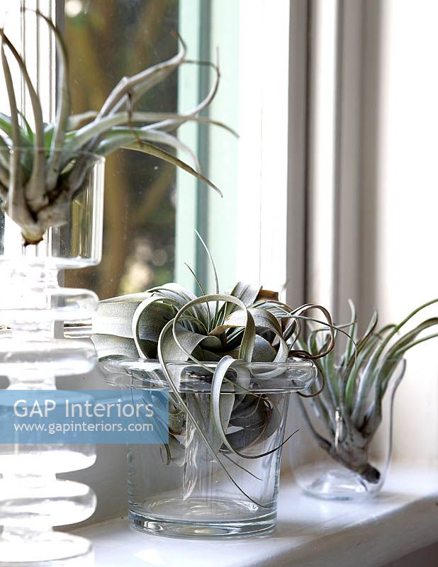 Plantes d'intérieur dans des récipients en verre