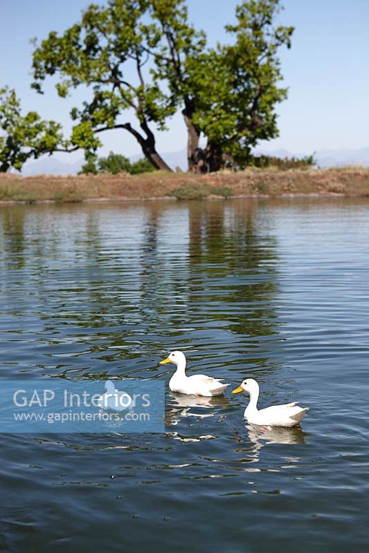 Canards blancs sur le lac, les montagnes de Langeberg, Afrique du Sud