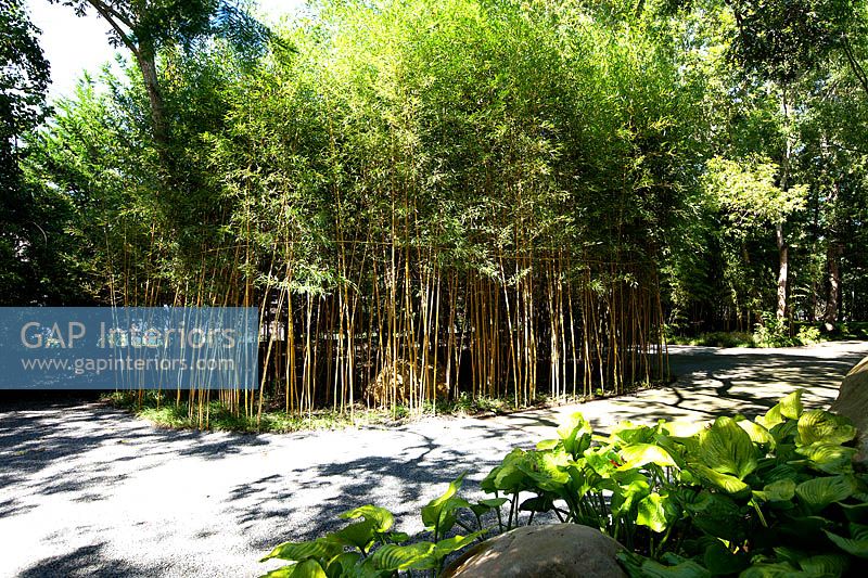 Gravière flanquée de bambous
