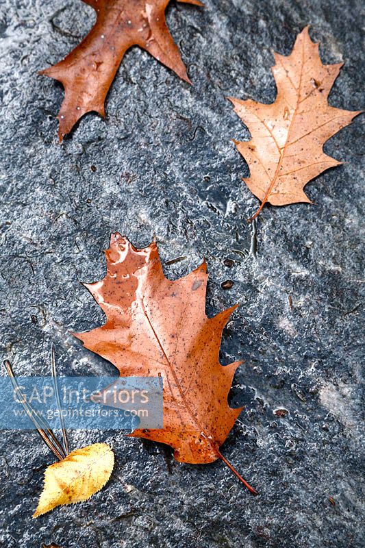 Feuillage d'automne sur rocher