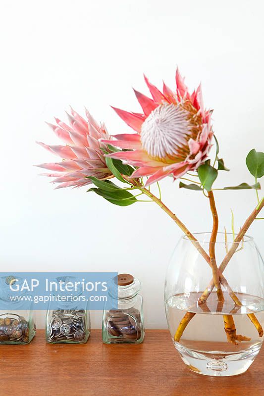 Fleurs de Protea dans un vase en verre
