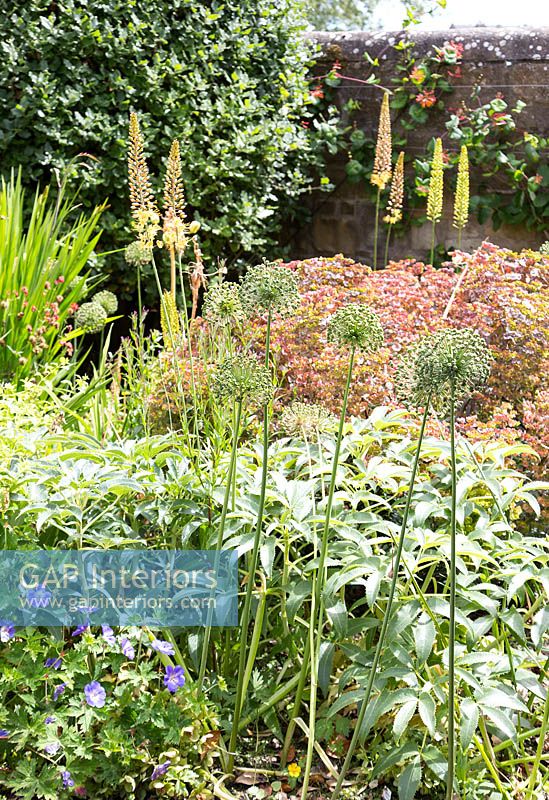 Bordure de jardin en été avec Alliums et Géraniums