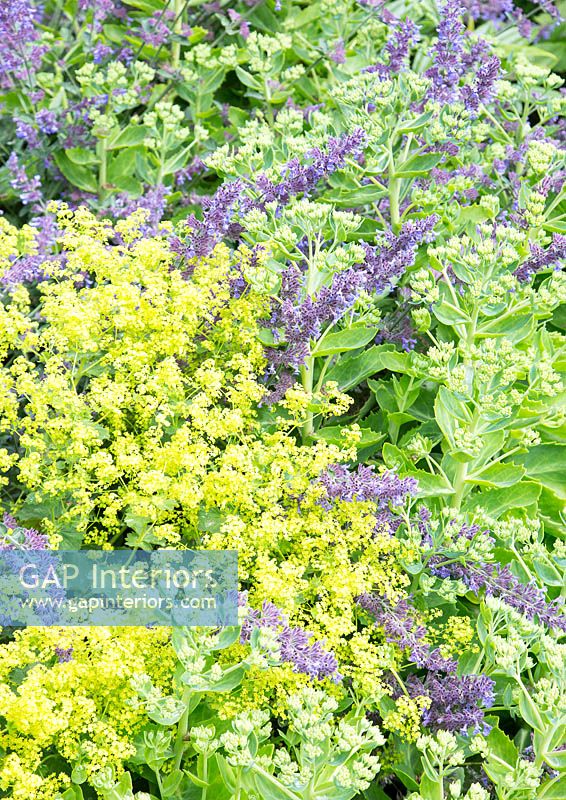 Manteau Ladys et floraison Catmint en bordure de jardin