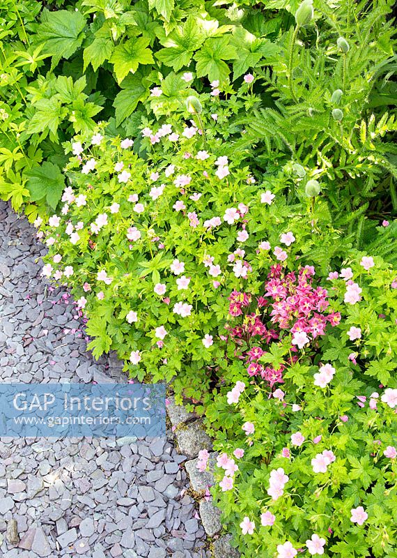 Géraniums fleurissant en bordure de jardin