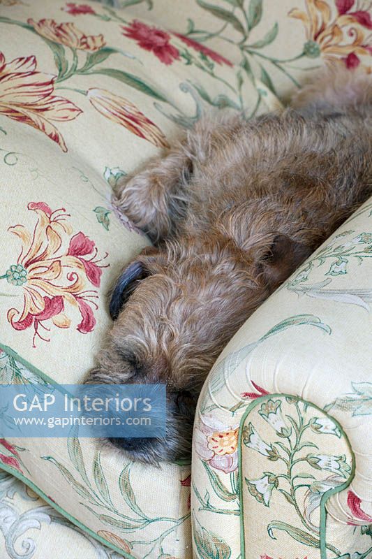 Chien Terrier allongé sur un canapé floral