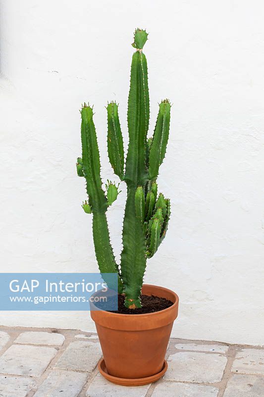 Cactus en pot d'argile contre un mur blanchi à la chaux