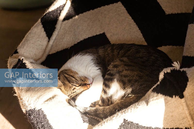 Chat animal endormi sur coussin de sol