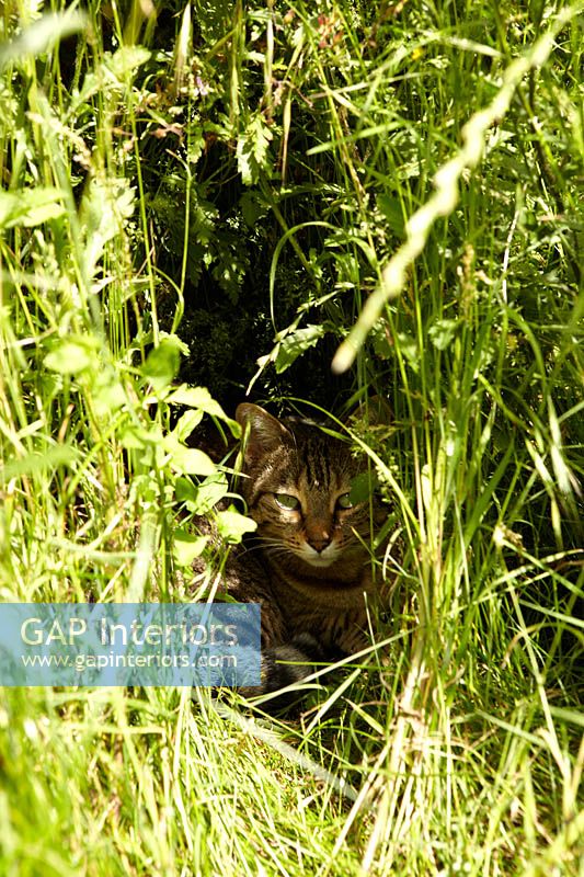 Chat tigré assis en sous-bois