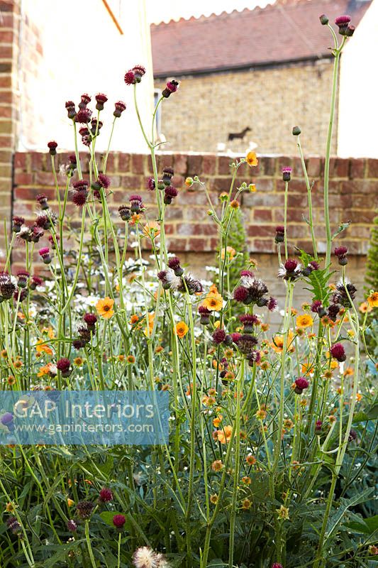 Geum et Centaurea fleurs en bordure de jardin