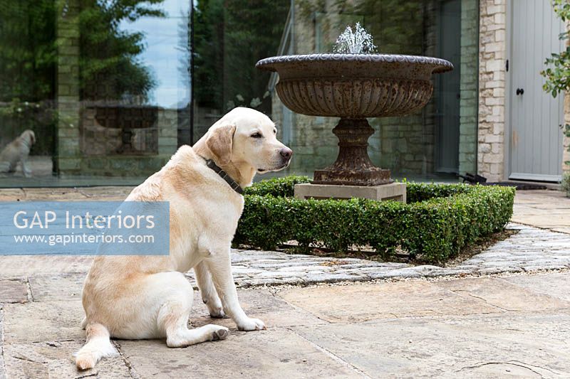 Labrador, séance, fontaine