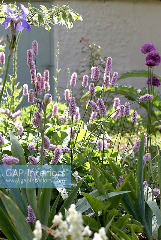 Bordure de jardin avec fleurs d'iris, de renouée et d'allium