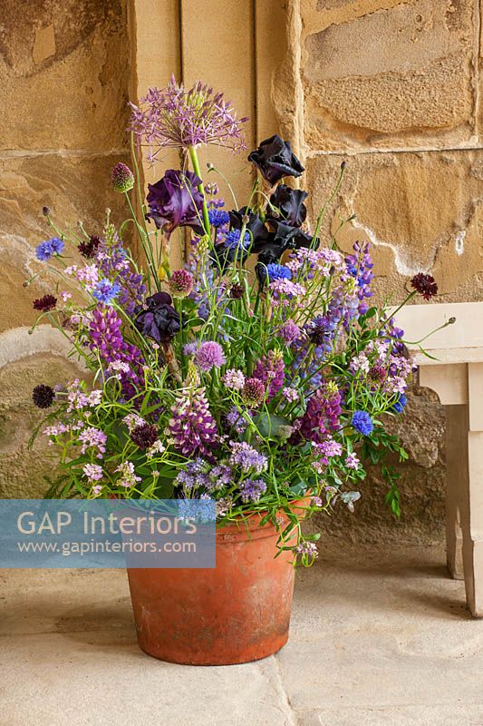 Pot avec lupins, Allium cristophii, Allium spheracephalon, Iris barbu et Candytuft fleurs