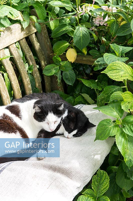 Chats dormant sur un banc de jardin
