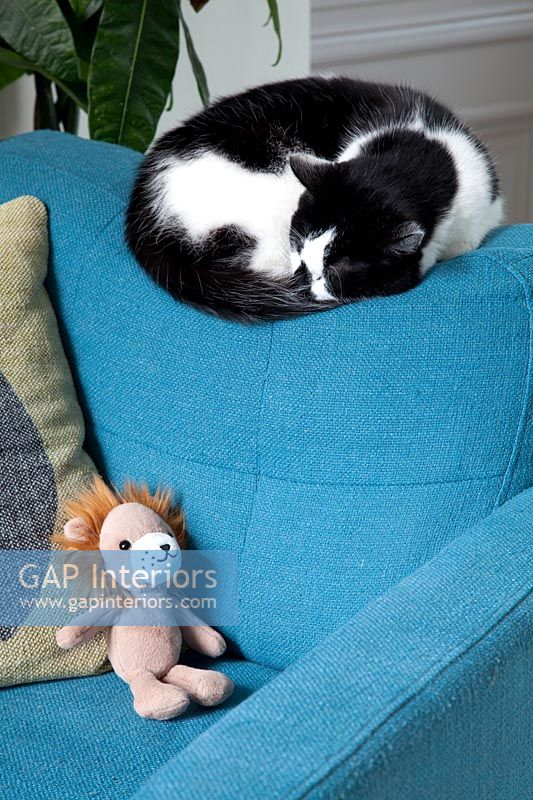 Chat animal endormi sur un fauteuil