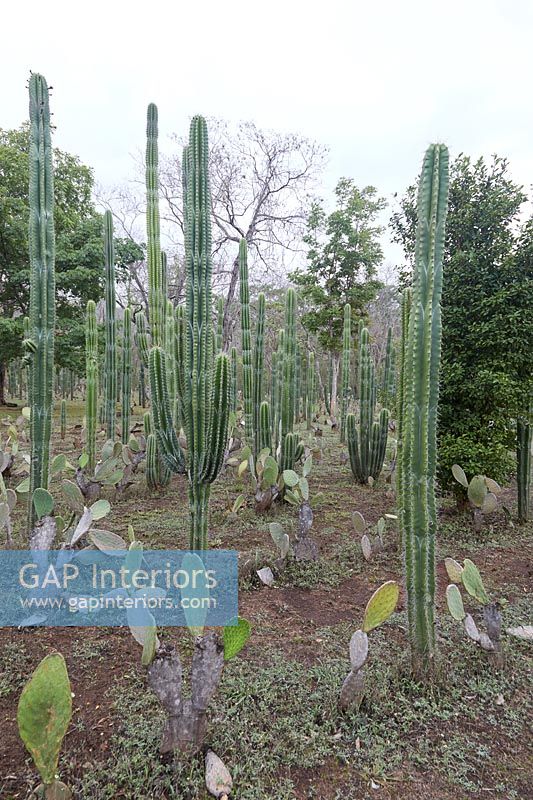 Jardin tropical avec cactus