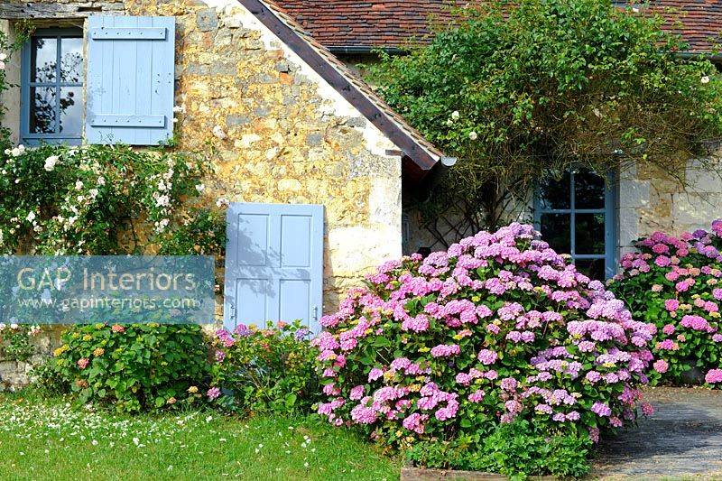 Maison en pierre et hortensias en fleur