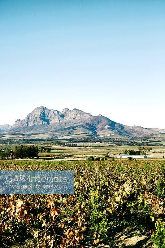 Vignobles, Afrique du Sud