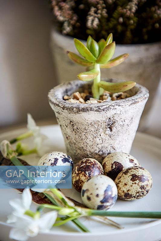 Succulentes en pot avec des œufs de caille et des fleurs de Narcisse