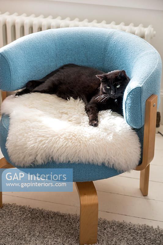 Chat animal, dans chaise