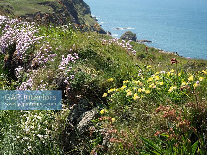Rose de mer ou d'épargne, et d'autres fleurs sauvages sur les berges herbeuses à Cornwall