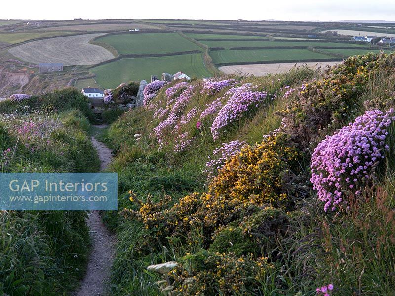 Chemin de la côte sud-ouest sur le lézard, près de Gunwalloe, Cornwall. Fleurs sauvages