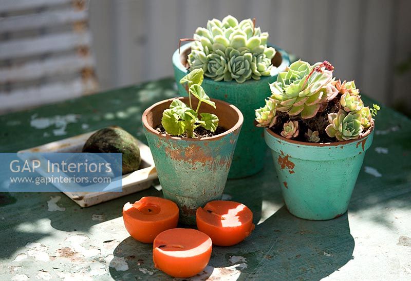 Pots de plantes succulentes sur table de jardin